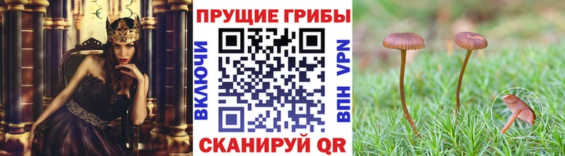 Галлюциногенные грибы Magic Shrooms  Дубовка 